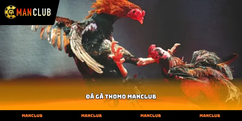 Giao diện sảnh cược Đá gà thomo manclub hiện đại sắc nét